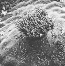 Attēlu rezultāti vaicājumam “Coleosporium sp.”