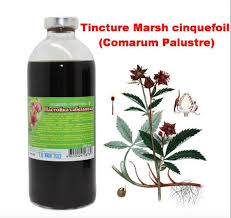 Attēlu rezultāti vaicājumam “Comarum palustre”