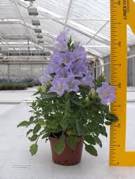 Image result for Campanula formanekiana