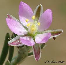 Attēlu rezultāti vaicājumam “Spergularia rubra”