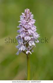 Attēlu rezultāti vaicājumam “Dactylorhiza maculata bud”