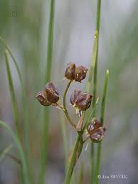 Attēlu rezultāti vaicājumam “Scheuchzeria palustris”