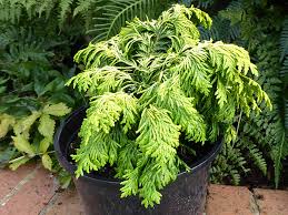 Attēlu rezultāti vaicājumam “Chamaecyparis lawsoniana”