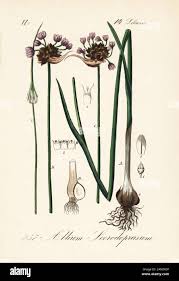 Attēlu rezultāti vaicājumam “Allium scorodoprasum”