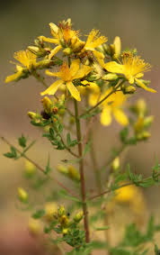 Attēlu rezultāti vaicājumam “Hypericum maculatum”
