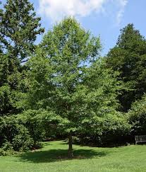 Attēlu rezultāti vaicājumam “Populus laurifolia”