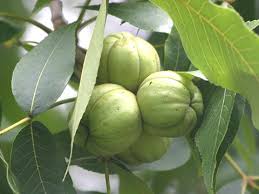 Attēlu rezultāti vaicājumam “Carya ovata fruit”