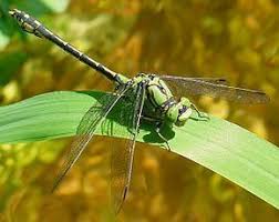 Attēlu rezultāti vaicājumam “Ophiogomphus cecilia”