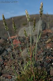 Attēlu rezultāti vaicājumam “Epirhoe tristata”