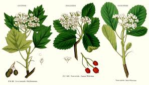 Attēlu rezultāti vaicājumam “Sorbus”
