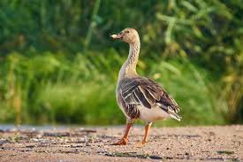 Image result for Anser fabalis