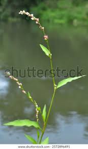 Attēlu rezultāti vaicājumam “Persicaria hydropiper”