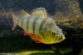 Attēlu rezultāti vaicājumam “Perca fluviatilis”