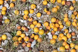 Attēlu rezultāti vaicājumam “Prunus cerasifera var. divaricata bud”