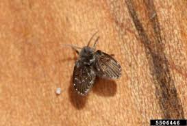 Attēlu rezultāti vaicājumam “Psychodidae”