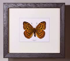 Attēlu rezultāti vaicājumam “Argynnis laodice”