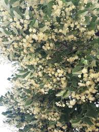 Attēlu rezultāti vaicājumam “Tilia platyphyllos subsp. cordifolia flower”