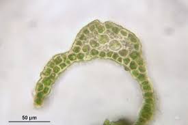 Attēlu rezultāti vaicājumam “Dicranum viride”