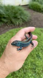 Attēlu rezultāti vaicājumam “Lacerta agilis male”