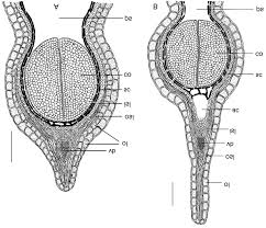 Attēlu rezultāti vaicājumam “Corispermum hyssopifolium fruit”