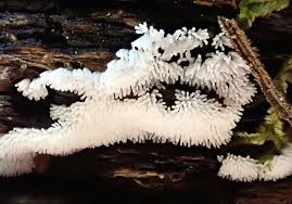 Attēlu rezultāti vaicājumam “Trichia contorta sessile”