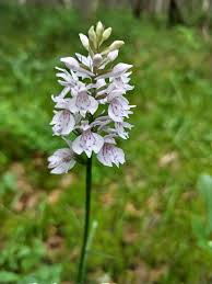 Attēlu rezultāti vaicājumam “Dactylorhiza maculata bud”