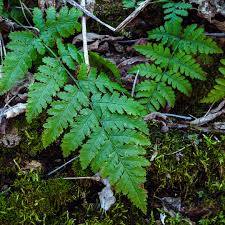 Attēlu rezultāti vaicājumam “Dryopteris carthusiana”