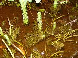 Attēlu rezultāti vaicājumam “Hippuris vulgaris”