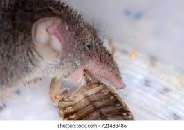 Attēlu rezultāti vaicājumam “Sorex araneus”