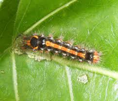 Attēlu rezultāti vaicājumam “Euproctis similis larva”