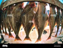 Image result for Hippoglossus hippoglossus