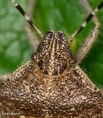 Attēlu rezultāti vaicājumam “Dolycoris baccarum”