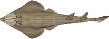 Image result for Glaucostegus cemiculus