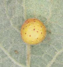 Attēlu rezultāti vaicājumam “Euura pedunculi”