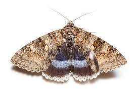 Attēlu rezultāti vaicājumam “Catocala fraxini”