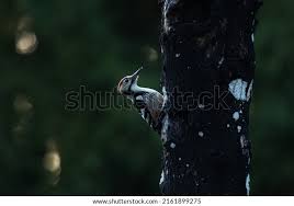 Attēlu rezultāti vaicājumam “Dendrocopos leucotos”