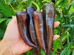 Afbeeldingsresultaat voor long red marconi sweet pepper