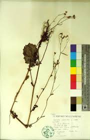 Attēlu rezultāti vaicājumam “Lapsana communis fruit”