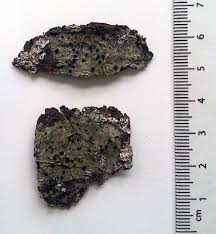 Attēlu rezultāti vaicājumam “Megalaria grossa”