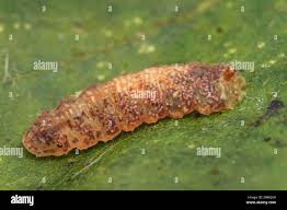 Attēlu rezultāti vaicājumam “Leucozona glaucia”