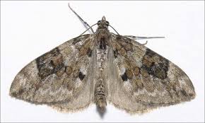 Attēlu rezultāti vaicājumam “Thera variata”