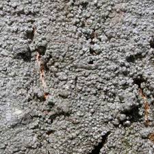 Attēlu rezultāti vaicājumam “Pertusaria albescens”