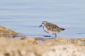 Image result for Calidris ruficollis