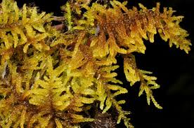 Attēlu rezultāti vaicājumam “Palustriella decipiens”