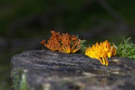 Attēlu rezultāti vaicājumam “Calocera viscosa”