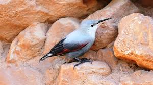 Image result for Tichodroma muraria