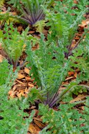 Image result for Cnicus benedictus