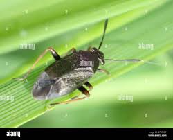 Attēlu rezultāti vaicājumam “Capsus ater”