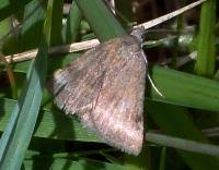 Attēlu rezultāti vaicājumam “Phytometra viridaria”