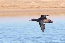 Attēlu rezultāti vaicājumam “Melanitta fusca male”